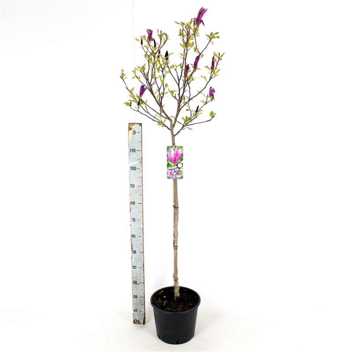 Magnolia 'Susan' - 100 CM Stem C15